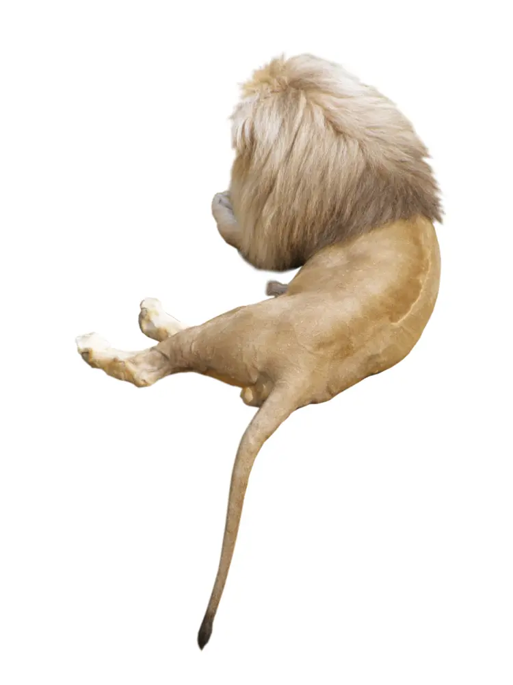 Majestic Lion Resting