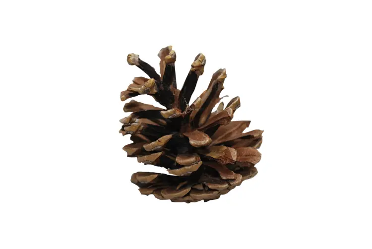Small Pine Cone in Nature