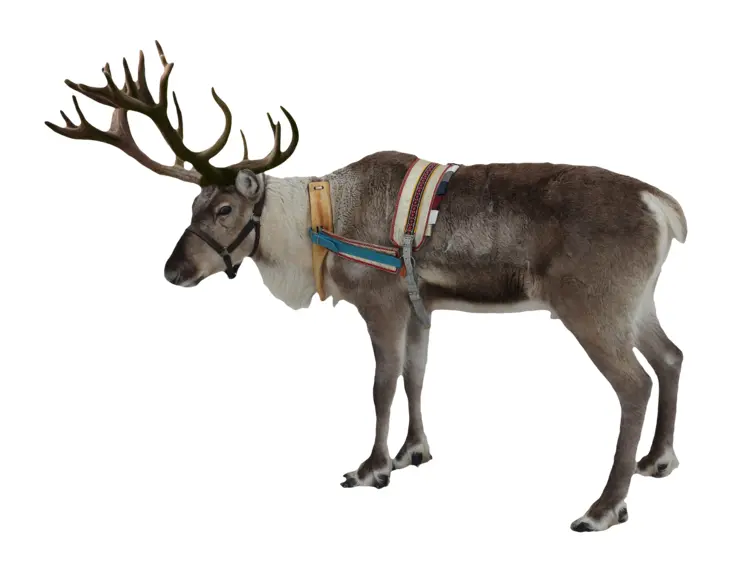Reindeer with Harness