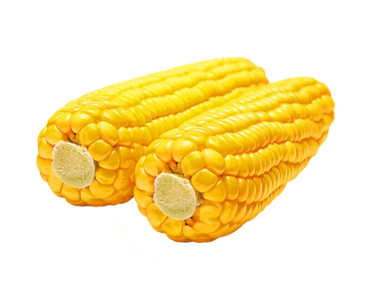 Two Fresh Yellow Corn Cobs