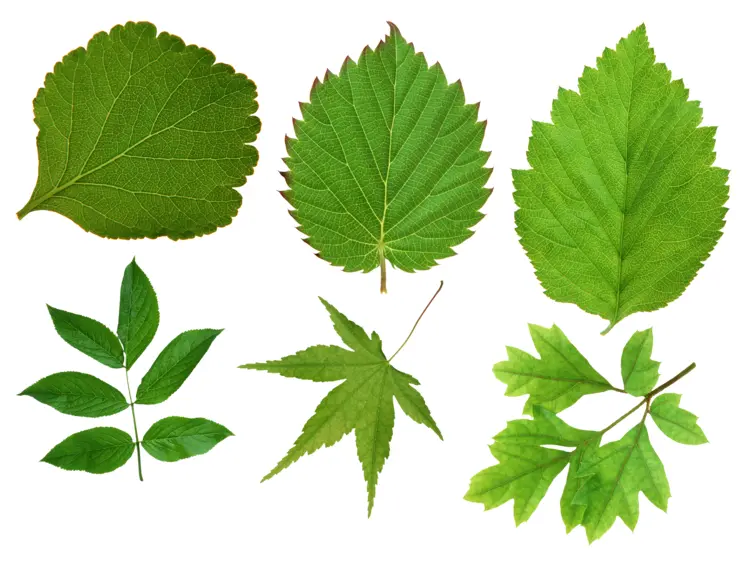 Assorted Green Leaves