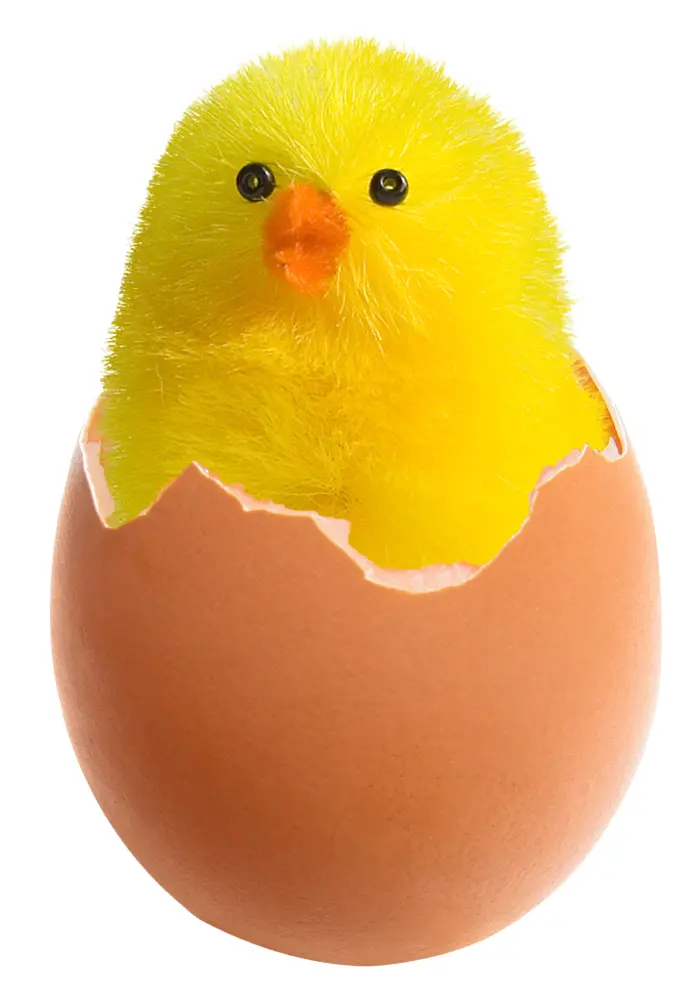 Cute Yellow Chick Hatching from Egg