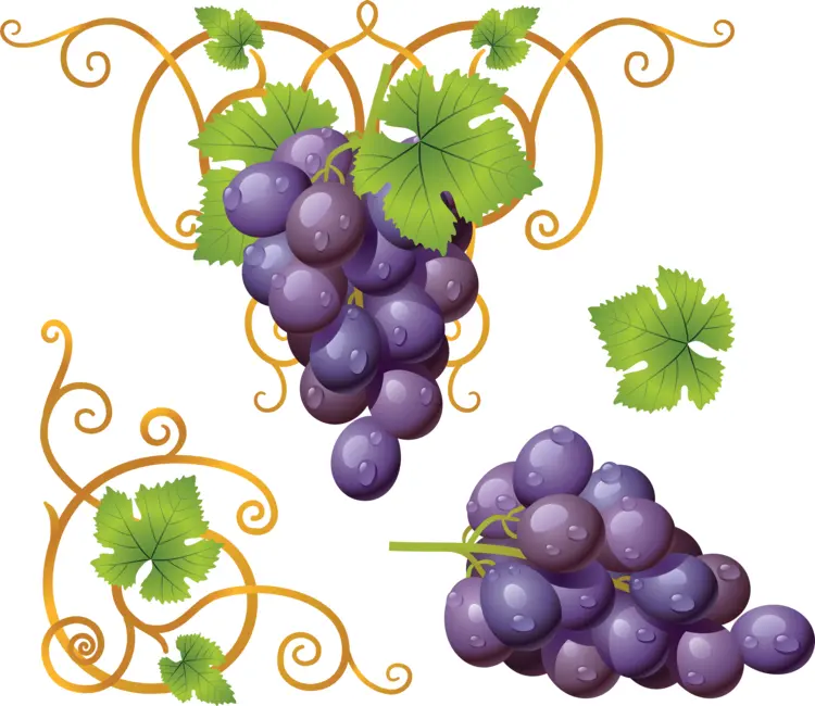 Purple Grapes with Vines and Leaves