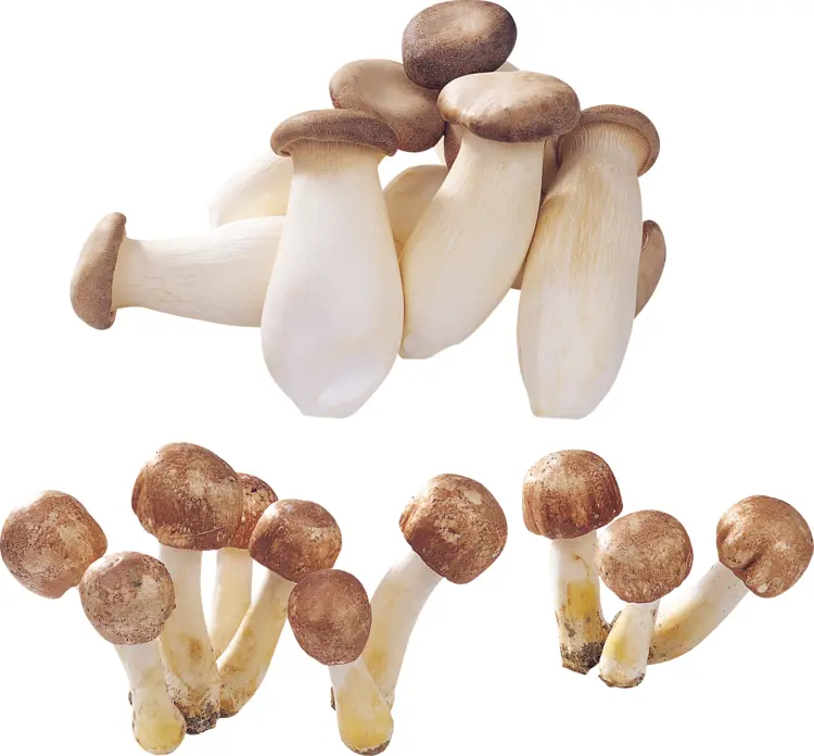Edible Mushrooms in Various Shapes