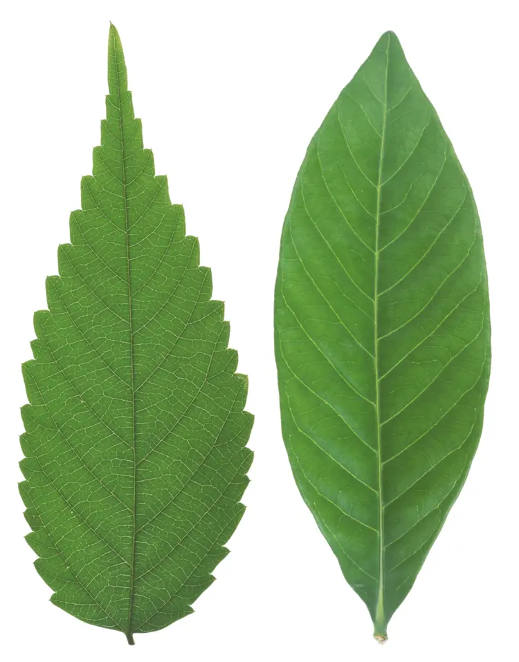 Pair of Green Leaves in Nature