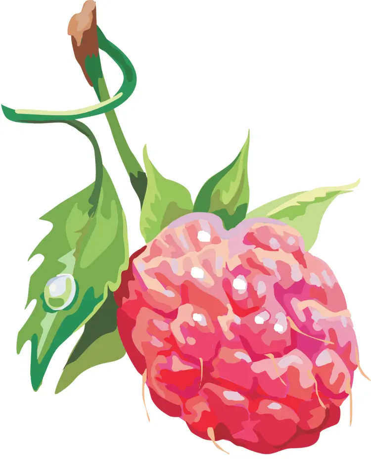 Single Raspberry with Leaf