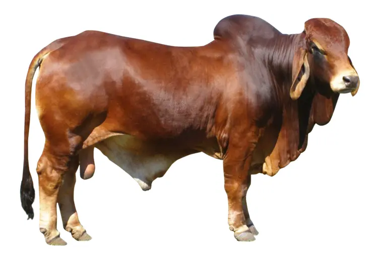 Brown Bull on Farm