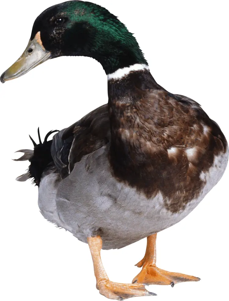 Colorful Duck in Natural Habitat
