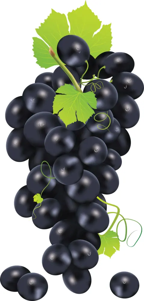 Juicy Black Grapes on Vine
