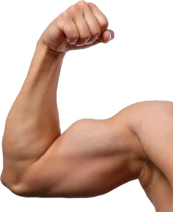 Flexed Arm Showing Bicep