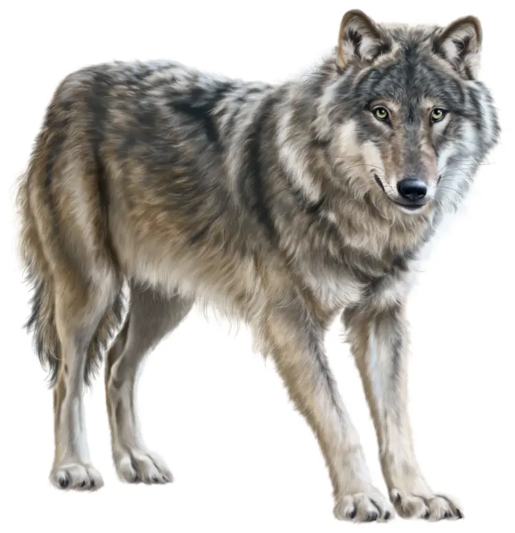 Majestic Wolf in the Wild