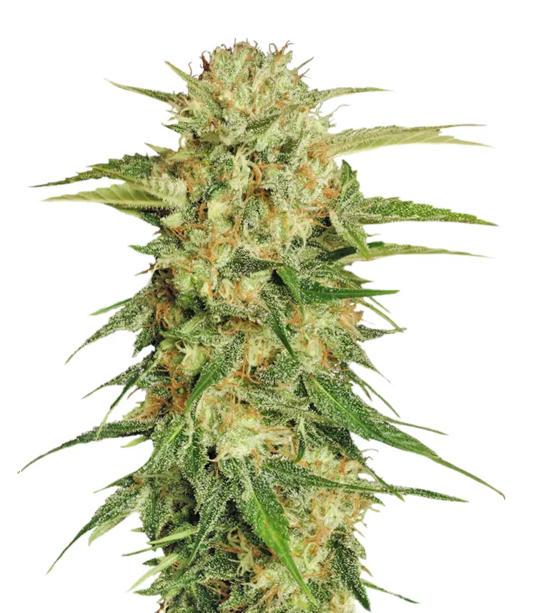 Green Cannabis Flower