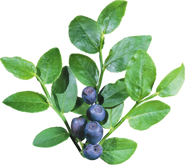 Fresh Blueberries on Branch