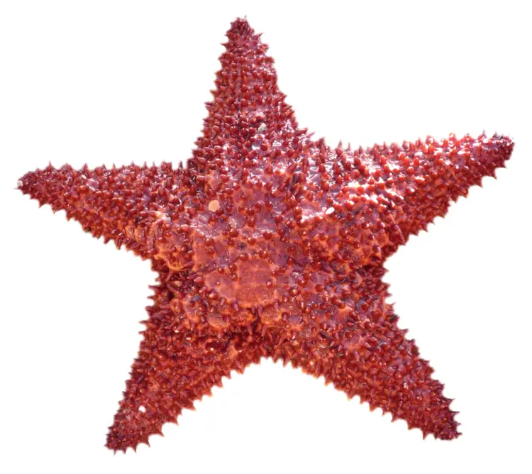 Spiky Red Starfish on Transparent Background