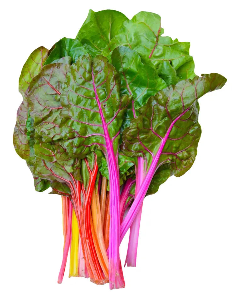 Fresh Green Leafy Vegetable with Pink Stem
