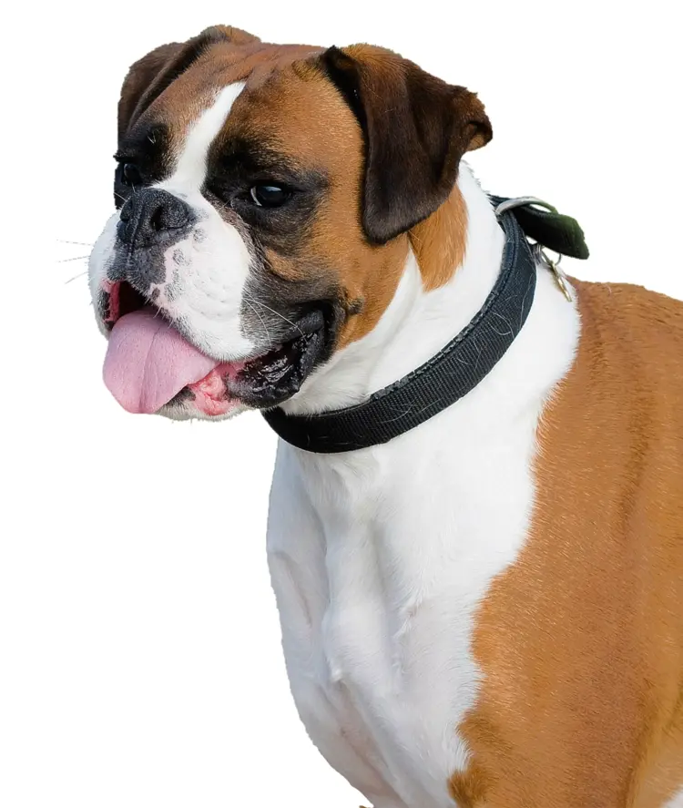 Boxer Dog with Tongue Out