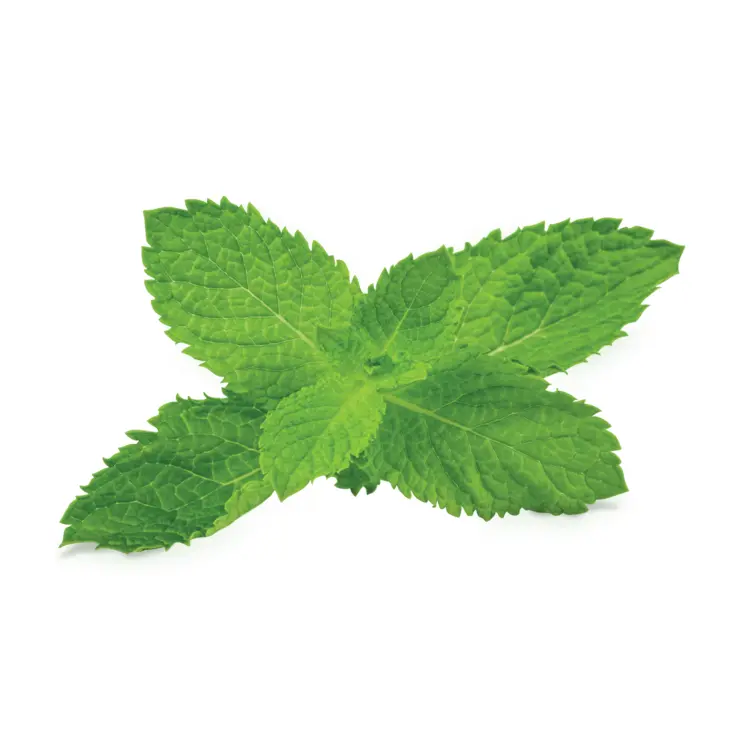 Fresh Green Mint Leaves