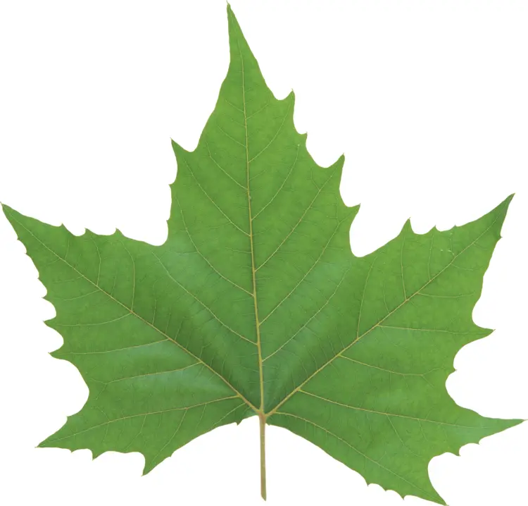 Green Maple Leaf