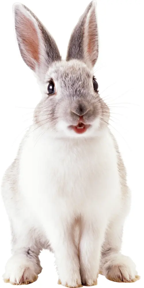 Gray Rabbit with Open Mouth