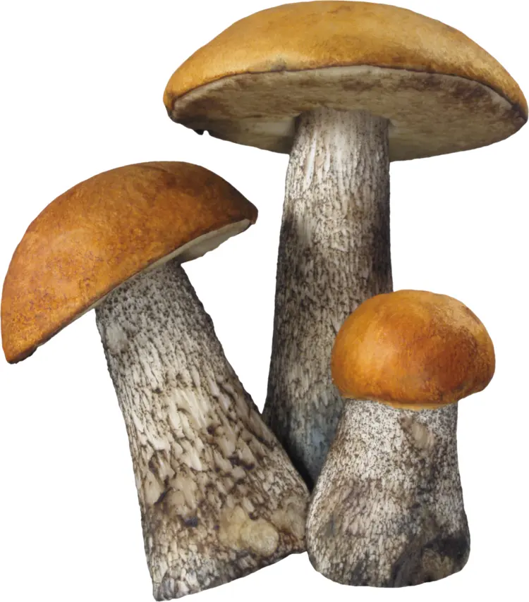 Wild Mushrooms