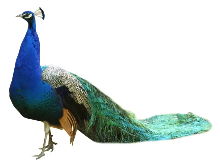 Colorful Peacock on Transparent Background
