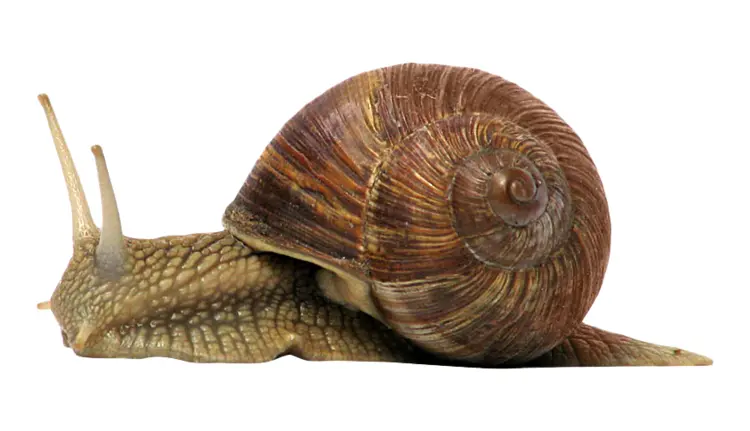 Slow-moving Snail