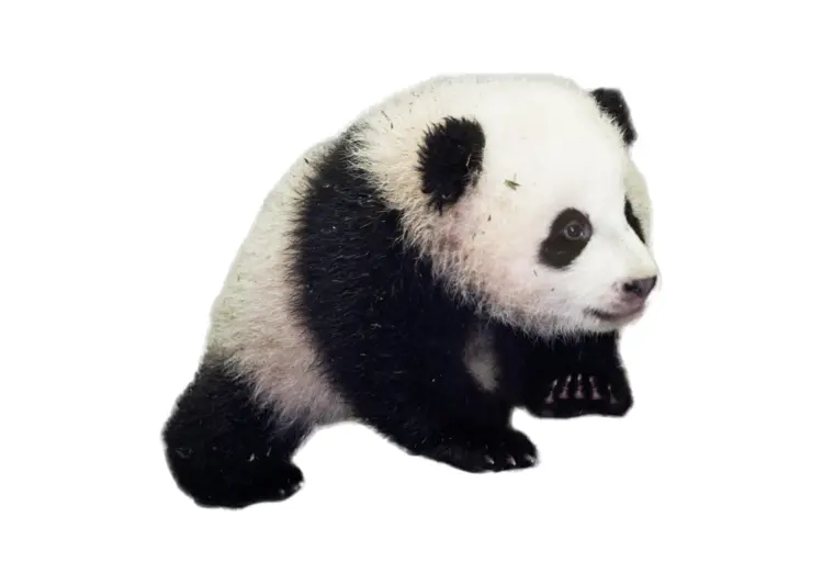 Cute Black and White Panda