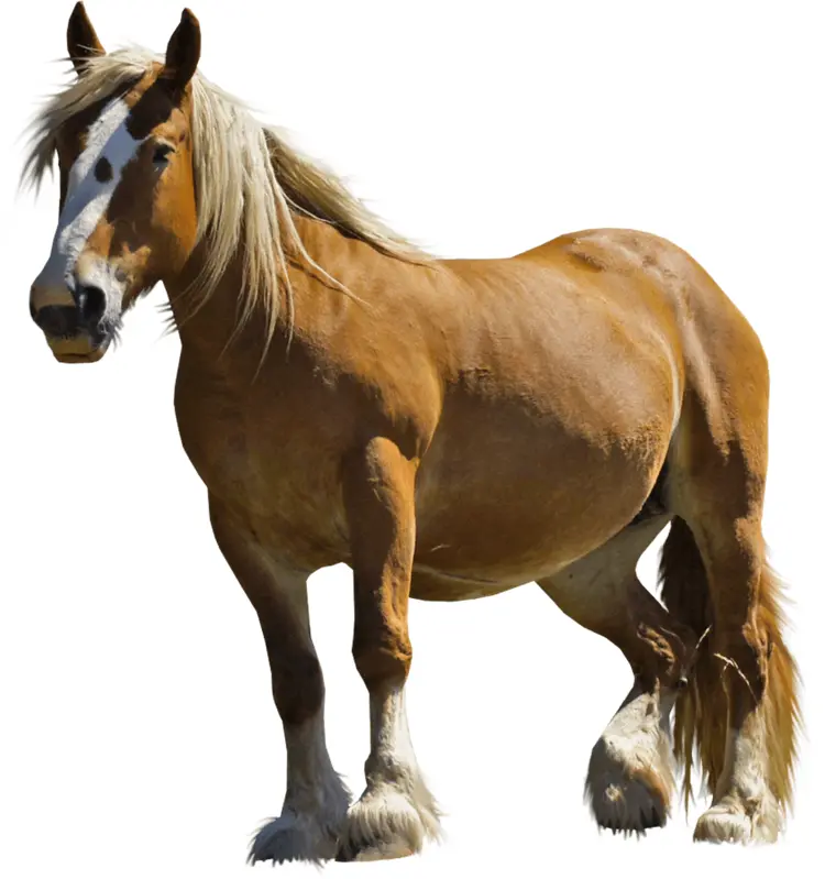 Brown Horse with White Mane