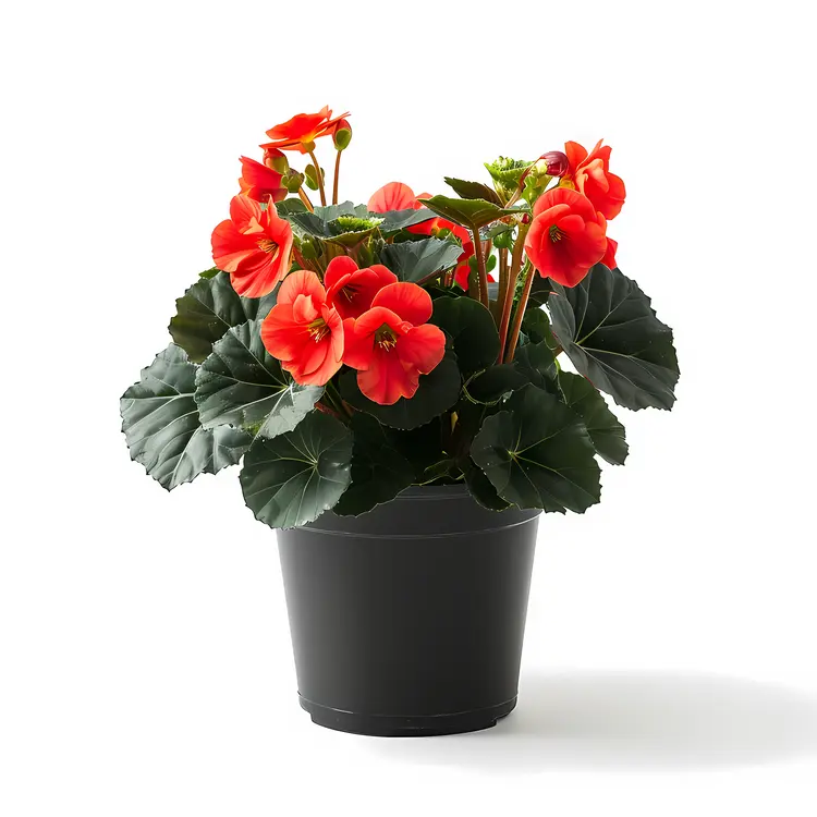 Red Flowers in a Black Pot