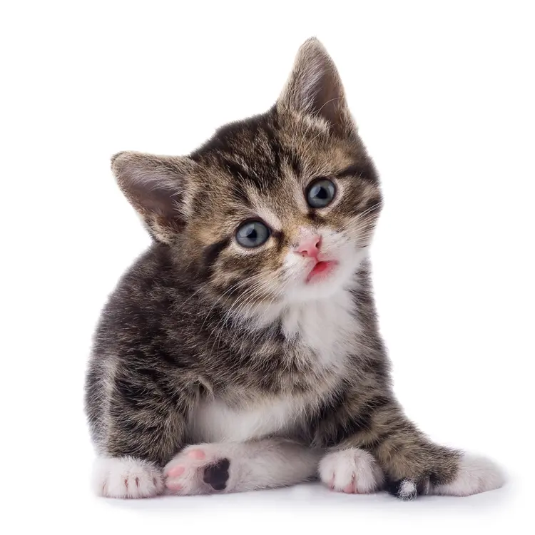 Cute Tabby Kitten Sitting