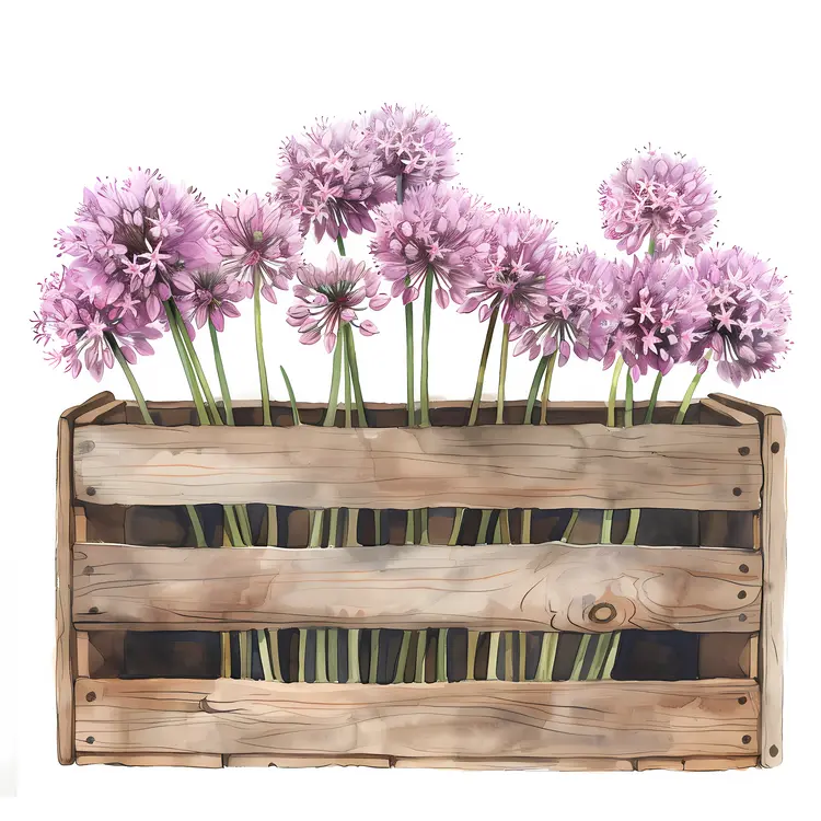 Pink Allium Flowers in Wooden Crate