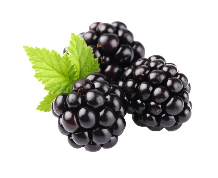Cluster of Blackberries with Leaf