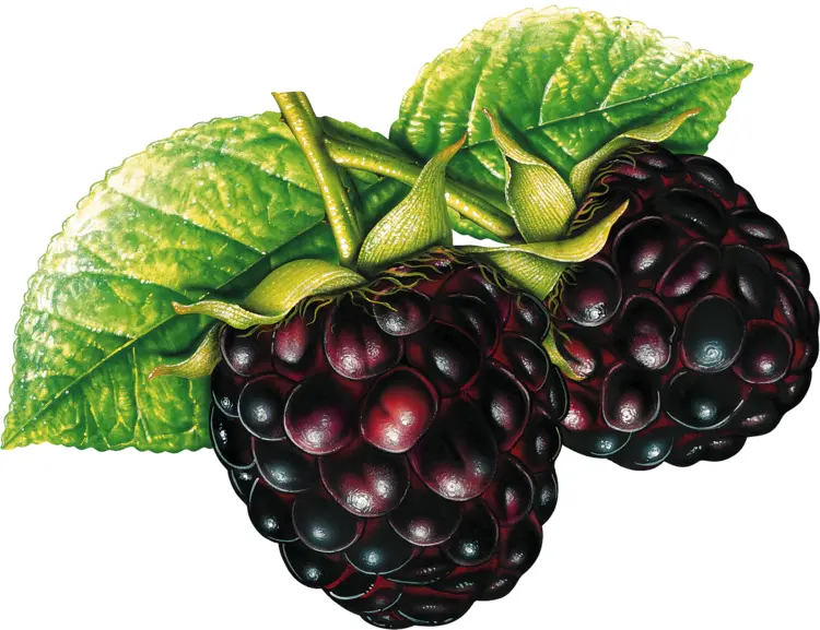 Fresh Blackberries with Green Leaves