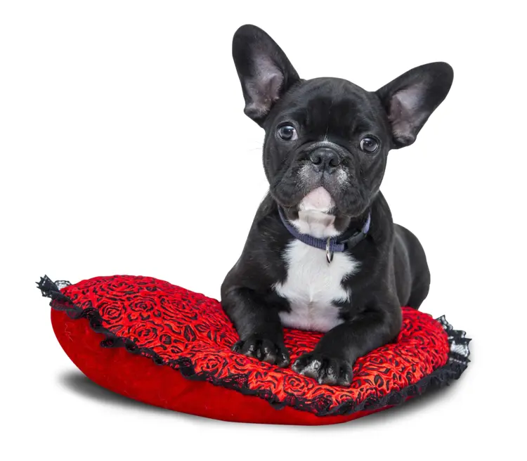 Cute Black Dog on Red Pillow