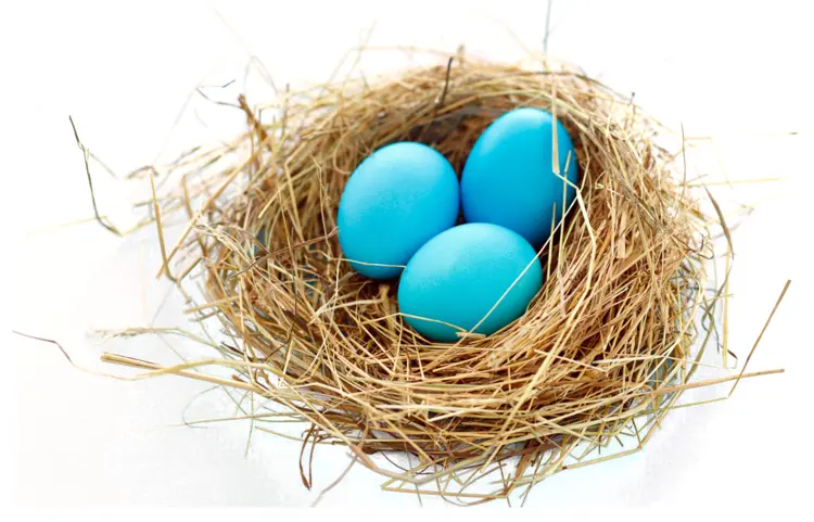 Blue Eggs in Nest