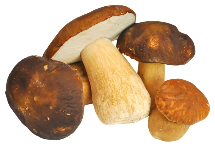 Assorted Wild Mushrooms