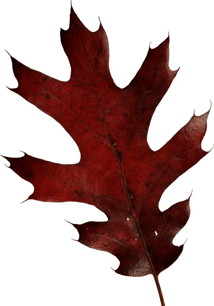 Deep Red Oak Leaf