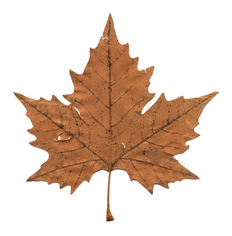 Brown Maple Leaf in Autumn
