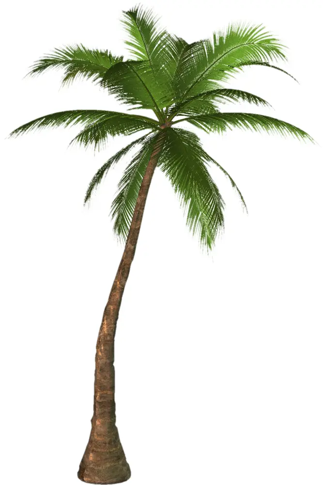 Tall Palm Tree Illustration