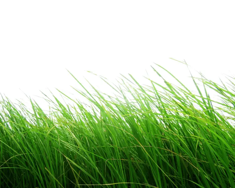 Green Grass Blades