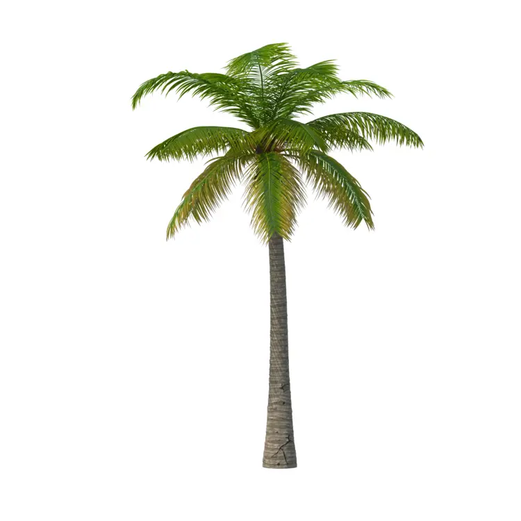 Tall Palm Tree with Green Leaves