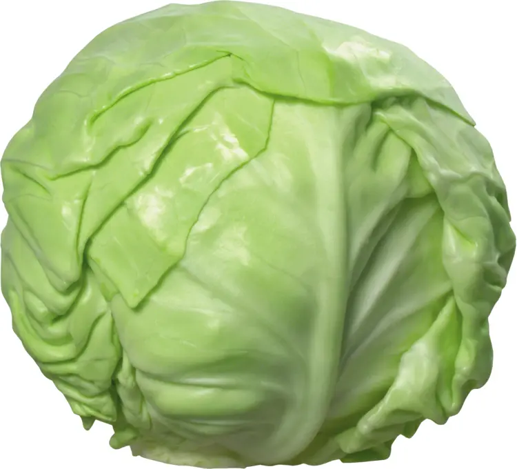 Fresh Green Cabbage