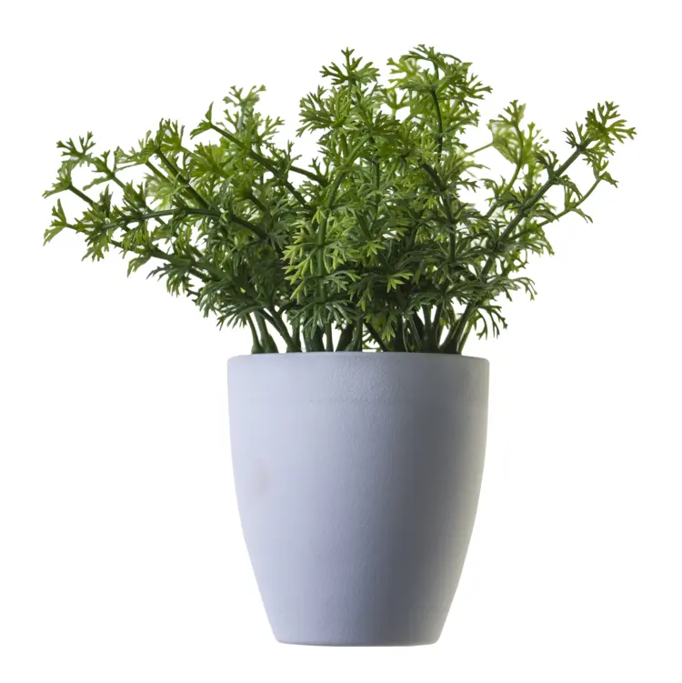 Green Potted Plant in White Pot