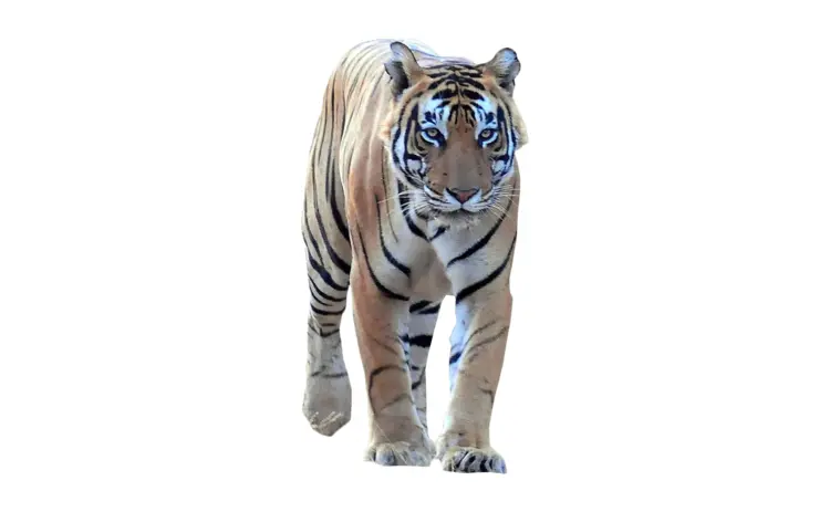 Tiger with Stripes in Wildlife