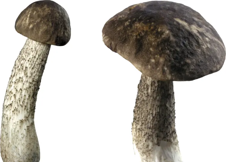 Two Tall Mushrooms