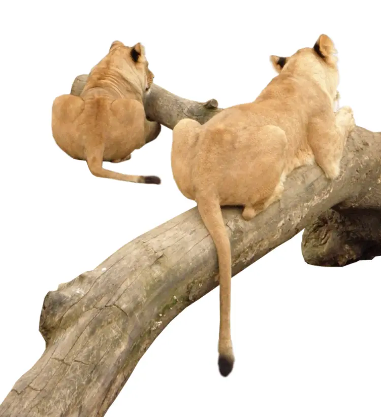 Lions Resting on a Log