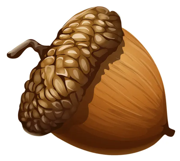 Brown Acorn with Textured Cap