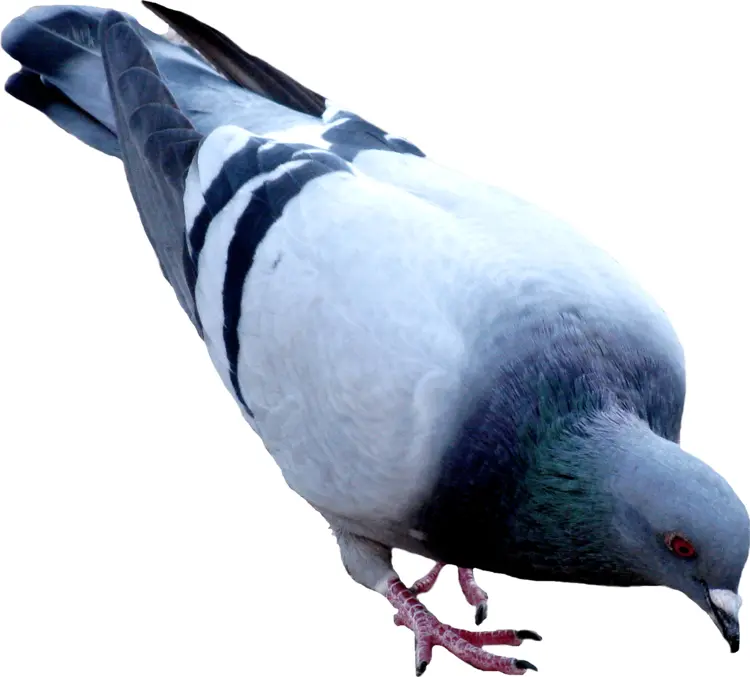 Grey Pigeon in Urban Setting