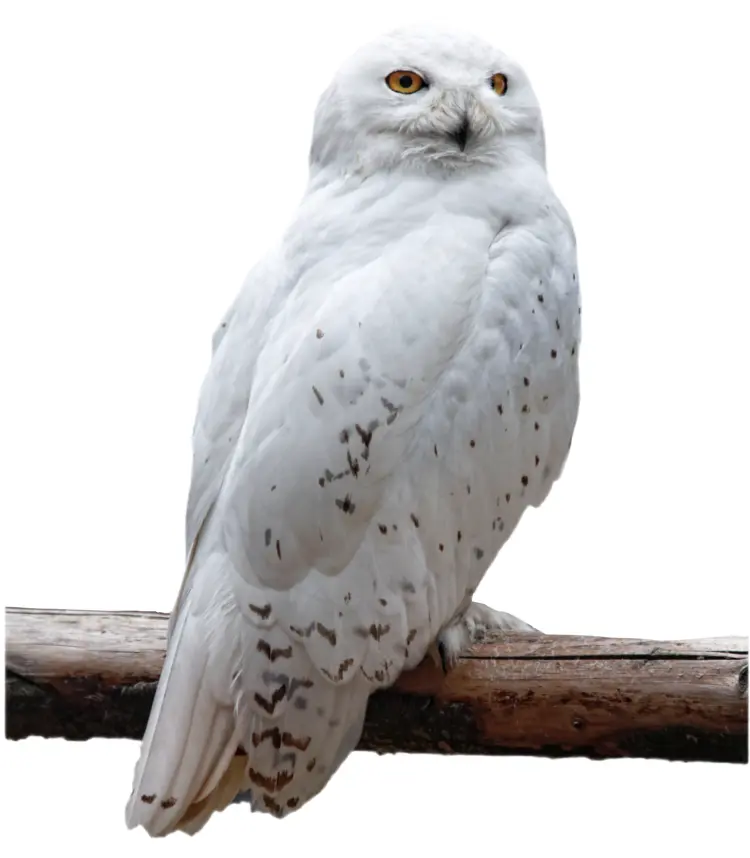 Snowy White Owl on a Branch