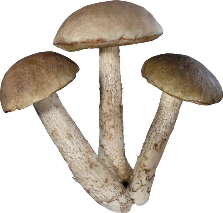 Wild Brown Mushrooms